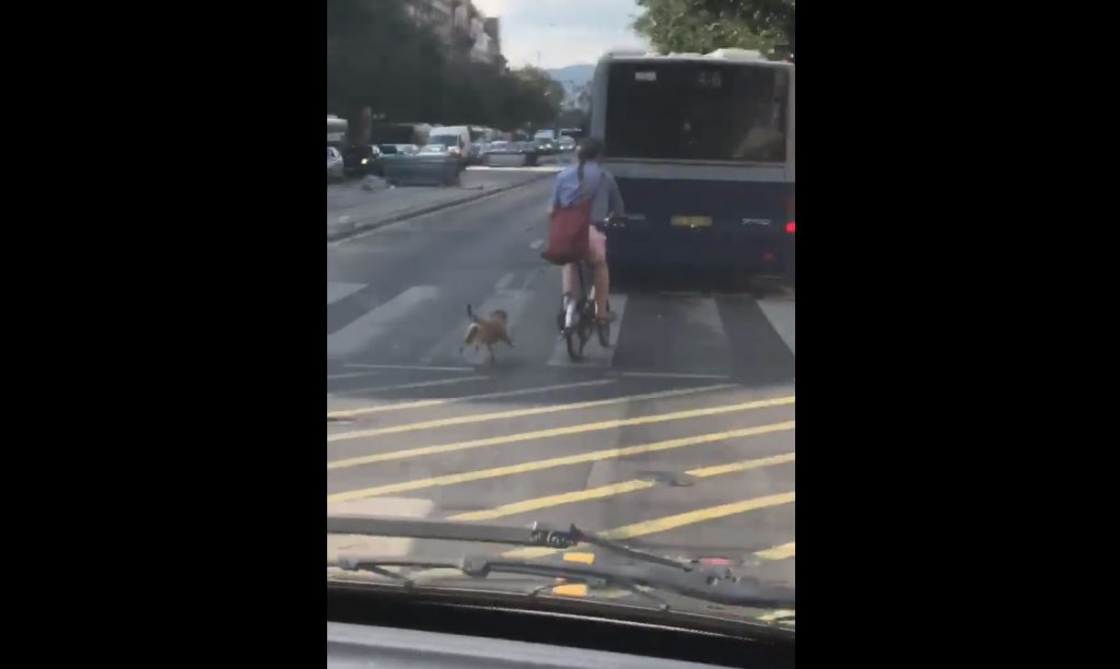VIDEÓ: 40 fokban, forró aszfalton, a forgalom kellős közepén tekert és húzta a kutyát maga után