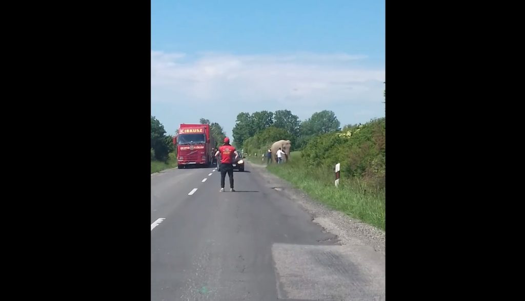 VIDEÓ: Azt hiszed nem jöhet szembe veled egy elefánt a 6-os úton?