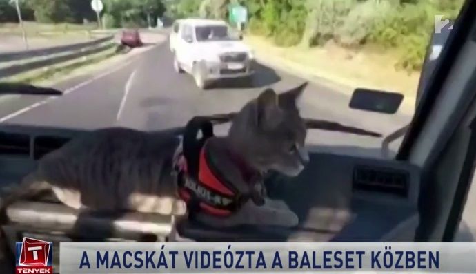 VIDEÓ: Macska kamerázás, majd frontális baleset