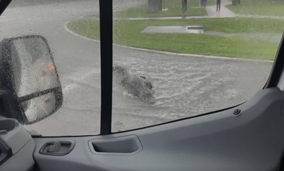 Videó – A lámpánál állva vette észre, egy krokodil közelít az autója felé