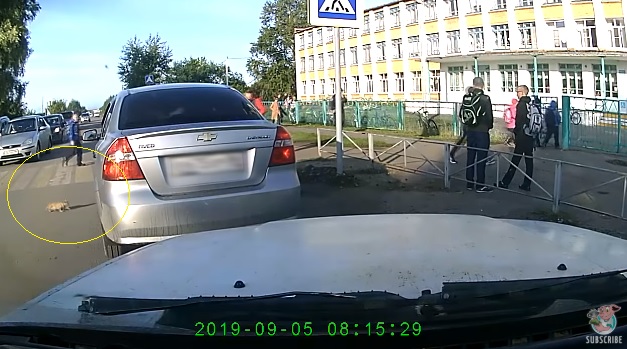 Videó – Kilapította volna az autó a kiscicát, az egész net a hős megmentőjét élteti