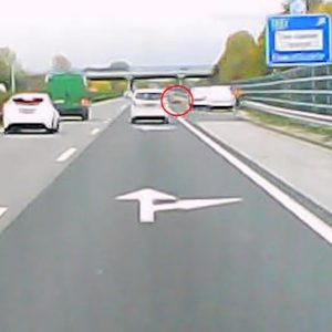 VIDEÓ: Reméljük a veszteglőknek nem volt köze ehhez a mai kutyagázoláshoz az M5-ösön