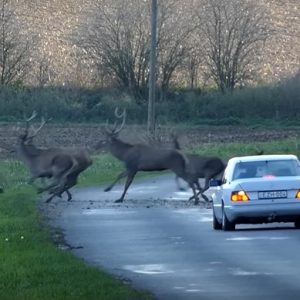 Autósként MegaPara, amúgy meg lenyűgöző ami Mohácsnál történt