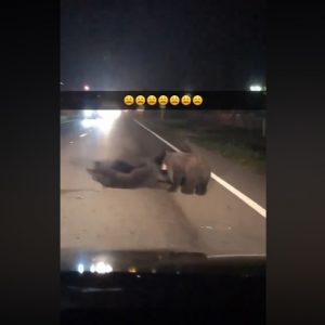VIDEÓ: Egy autós kamerája rögzítette, ahogy próbálták megmenteni sérült társukat a medvék