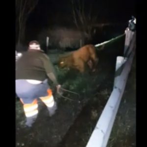 VIDEÓ: Petárdáktól megrémült bikák szöktek fel az M5-ös autópályára szilveszter éjjel