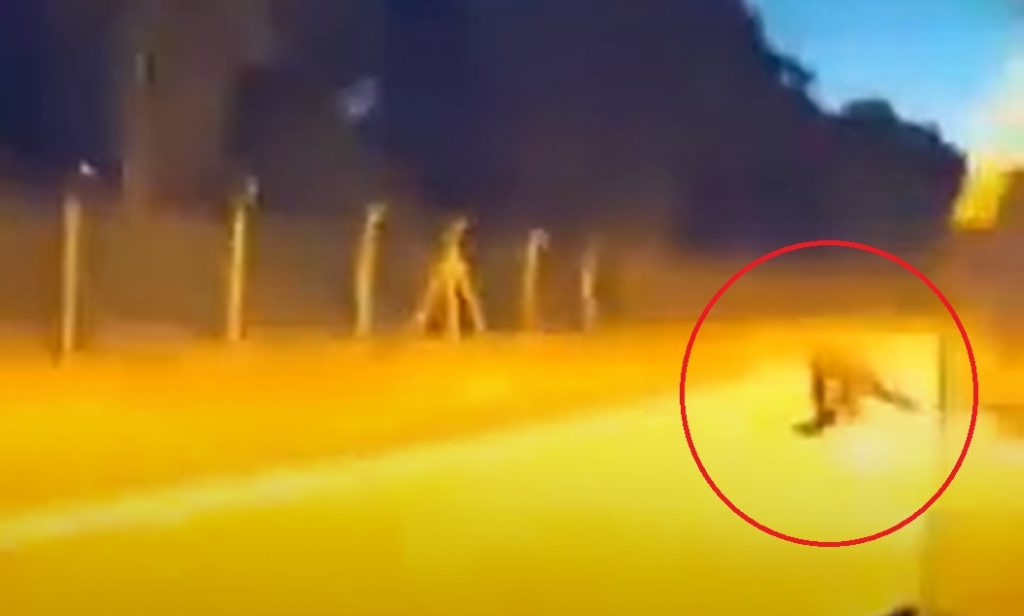 VIDEÓ: Ezt tudta a Tesla Autopilot, amikor egy vaddisznóval találkozott a kocsi VIDEÓ: Ezt tudta a Tesla Autopilot, amikor egy vaddisznóval találkozott a kocsi