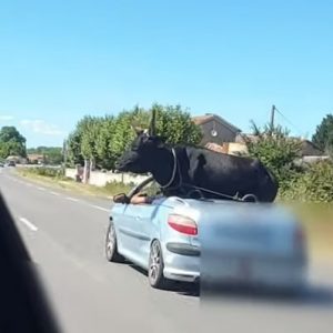 VIDEÓ: Nem mindennapi látvány – Bivalyt szállítottak egy cabrióval