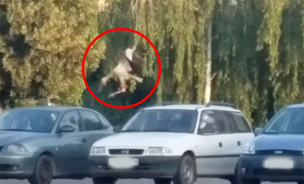 VIDEÓ: Jól elvolt a gólya hosszú percekig a békéscsabai Lidl parkolóban :)
