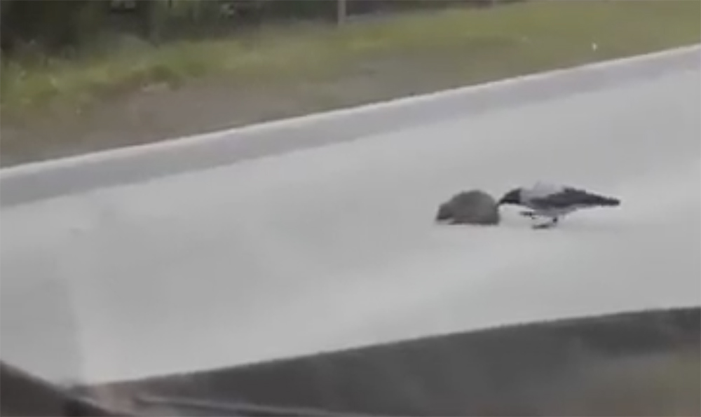 VIDEÓ: Ilyen, amikor egy varjú noszogatja a sünit, hogy iparkodjon átérni az úttesten :)