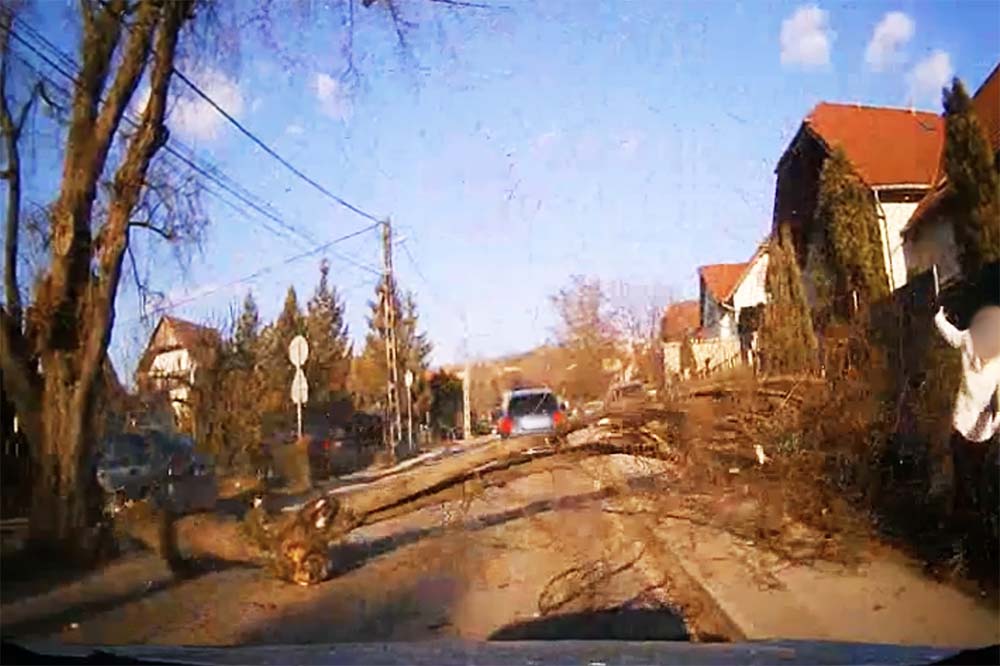 VIDEÓ: Páran újjászülettek ma délután Csömörön. Hatalmas fa dőlt az útra, amit egy teherautó rántott ki
