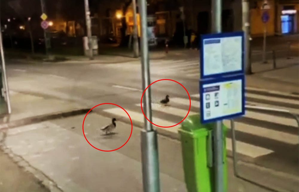 VIDEÓ: Óriás jófej kacsákról készült felvétel a 13. kerületben VIDEÓ: Óriás jófej kacsákról készült felvétel a 13. kerületben