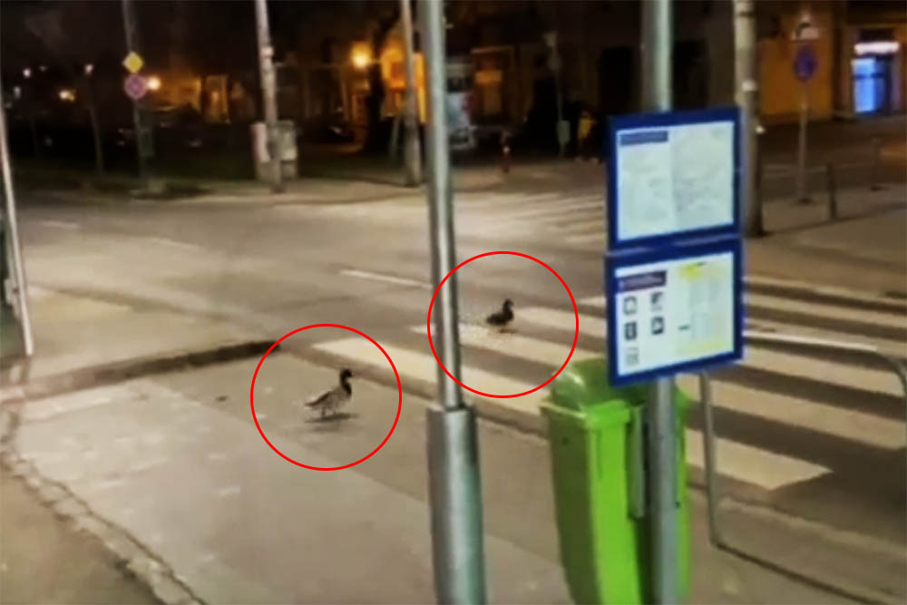 VIDEÓ: Óriás jófej kacsákról készült felvétel a 13. kerületben