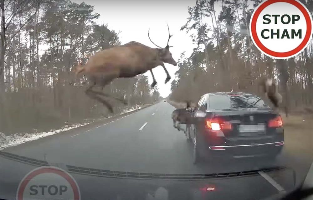 VIDEÓ: A szarvascsorda egyik tagja konkrétan ráugrott a BMW tetejére Lengyelországban VIDEÓ: A szarvascsorda egyik tagja konkrétan ráugrott a BMW tetejére Lengyelországban