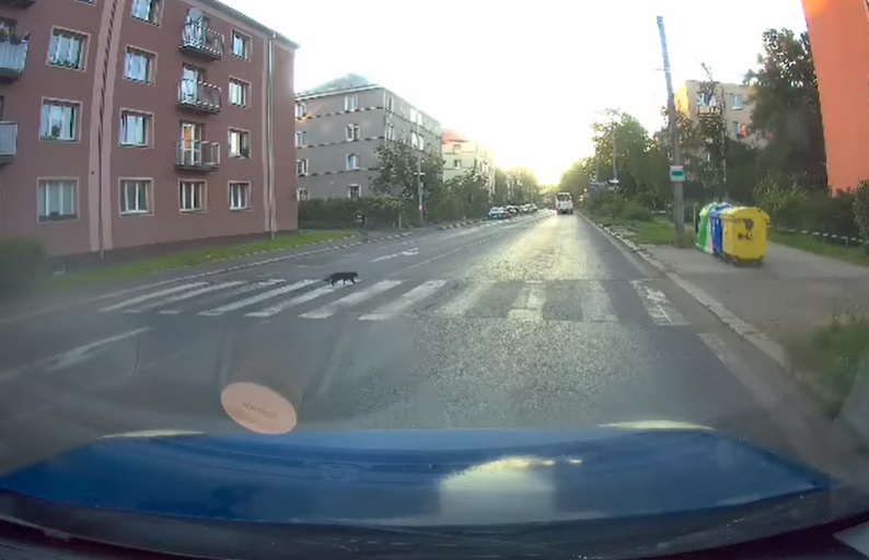 VIDEÓ: Sokaknak lenne mit tanulnia ettől a macskától, no meg az autós előtt is le a kalappal