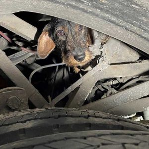 Tacskót mentett a Katasztrófavédelem