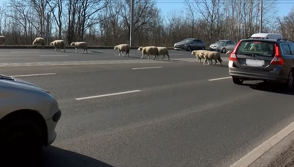 VIDEÓ: Ennyi birkát is rég láttunk már a hazai utakon