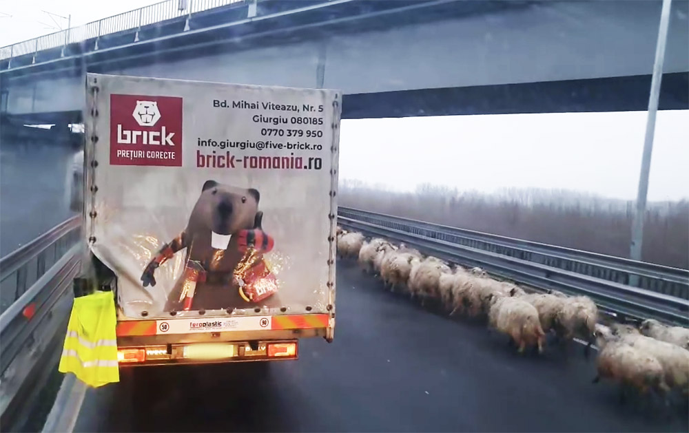 VIDEÓ: Az autópályára terelték a komplett juhnyájat