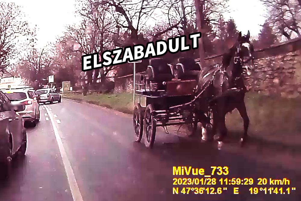 Videón, ahogy lovaskocsit húzva elszabadult egy ló Fóton, ráadásul a forgalommal szemben futott