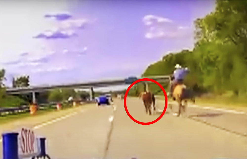 Autópályán üldözte a cowboy az elszabadult tehenet Michiganben