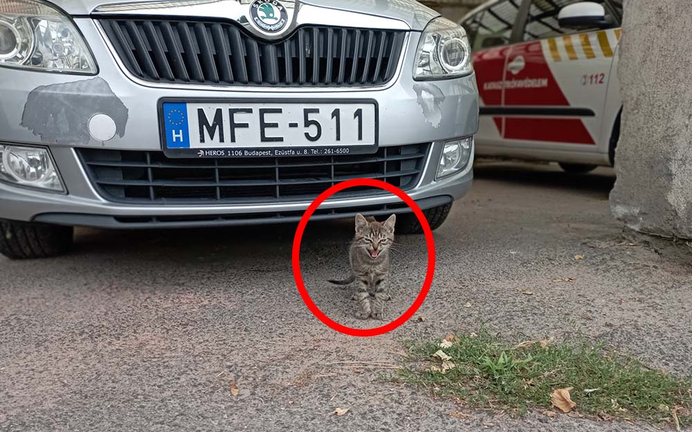 FOTÓK: Motortérben utazott a hűtlen cica, akit két tűzoltó is örökbe fogadott