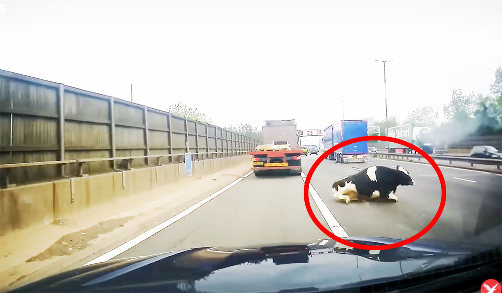 VIDEÓ: Egy tehén zuhant az autópályán száguldó autók közé Angliában