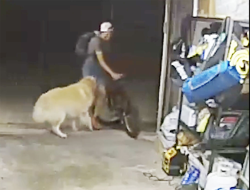Videón a kutya, ahogy lepacsizik a tolvajjal. Nyitva maradt a garázs, ezt használta ki a tolvaj Amerikában