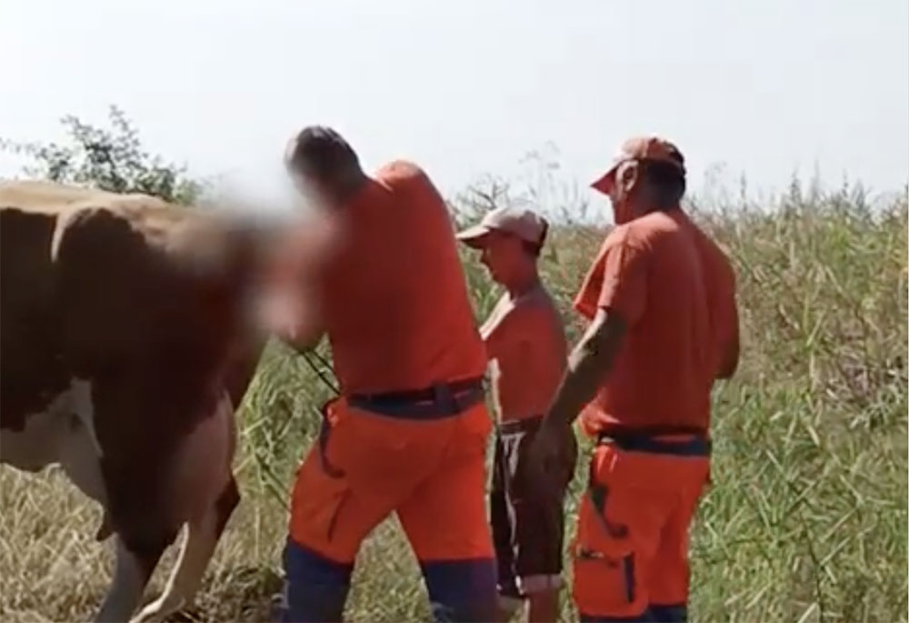 VIDEÓ: A Közutasoknak kellett segíteni világra hozni egy tehenet