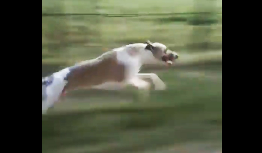 Látványos videón, ahogy 60 km/h-val fut egy agár egy autó mellett