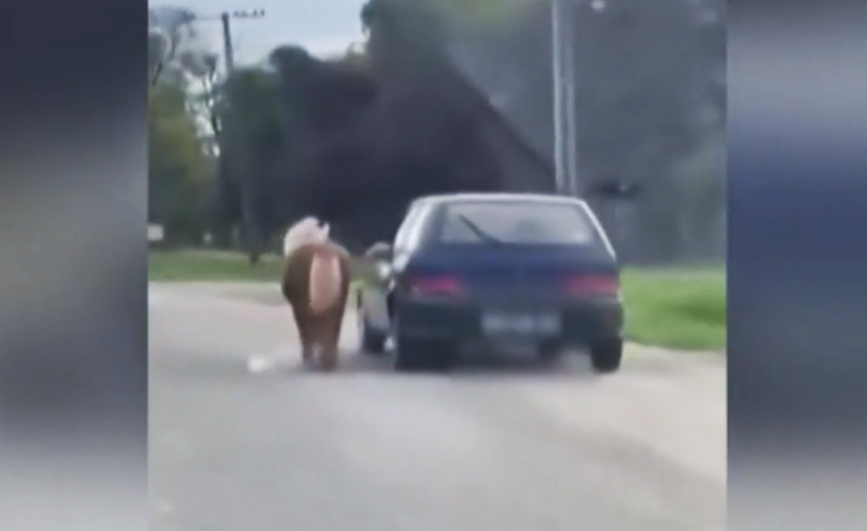 VIDEÓ: Ablakon kilógatott kötélen vezette a pónilovat a Suzukis Tolnában