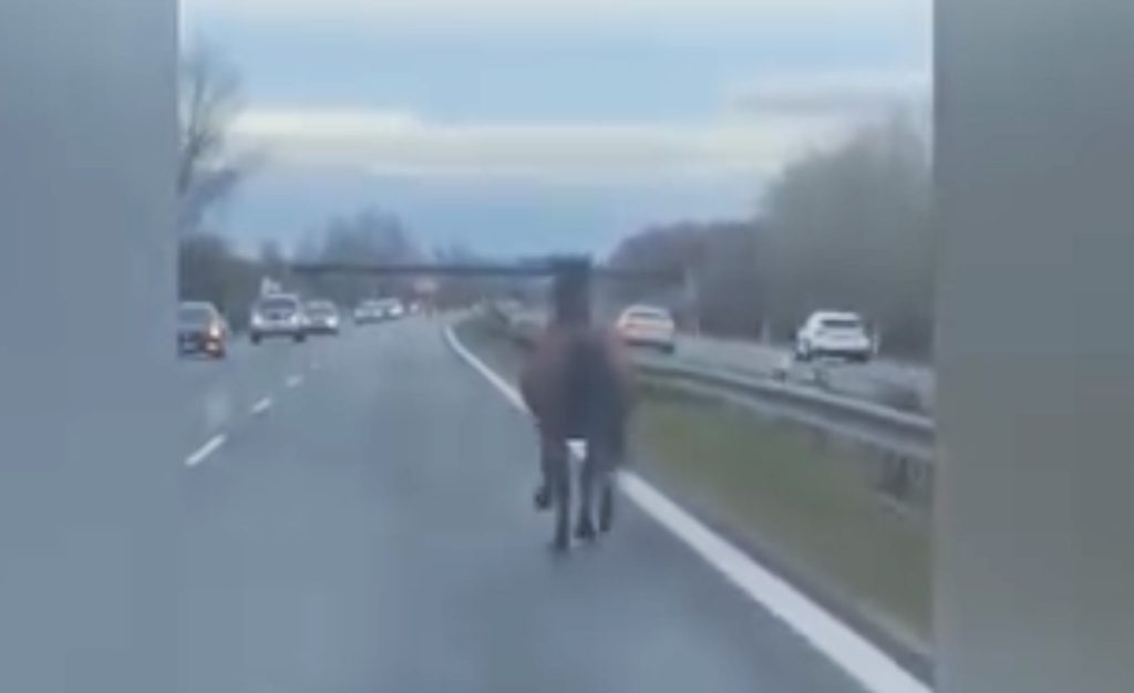 VIDEÓ: Egy ló ügetett a forgalommal szemben. Rendőrök próbálták megfékezni az állatot a D2-es autópályán Pozsonynál
