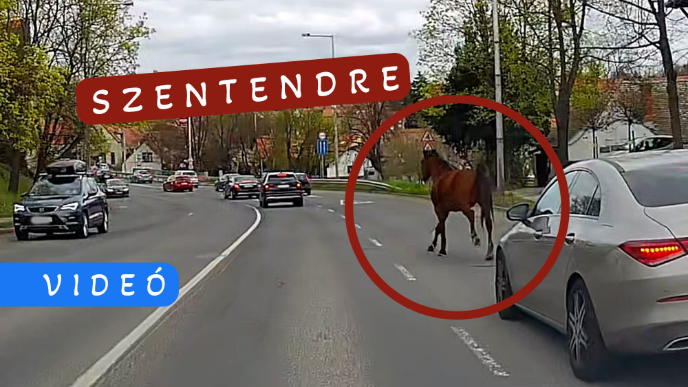 Elszabadult egy ló Szentendre belvárosában, a 11-es úton. Nem kis riadalmat okozott ma délelőtt