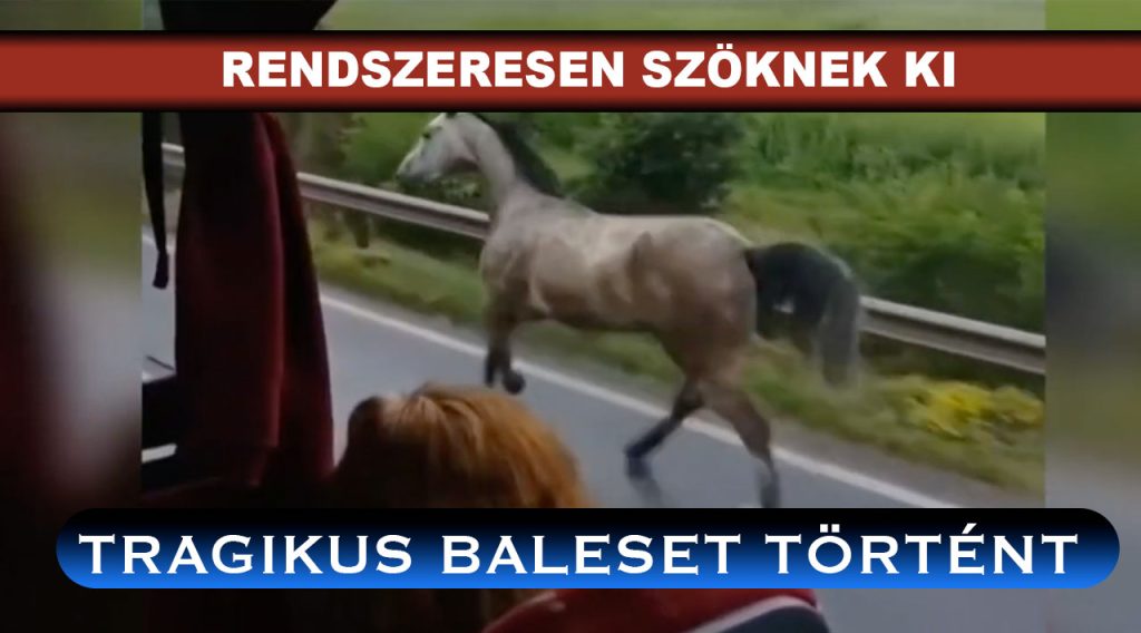 Elszabadult lovak okoztak halálos balesetet Sajószentpéternél