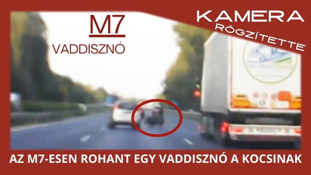 Vaddisznó rohant neki egy autónak az M7-esen