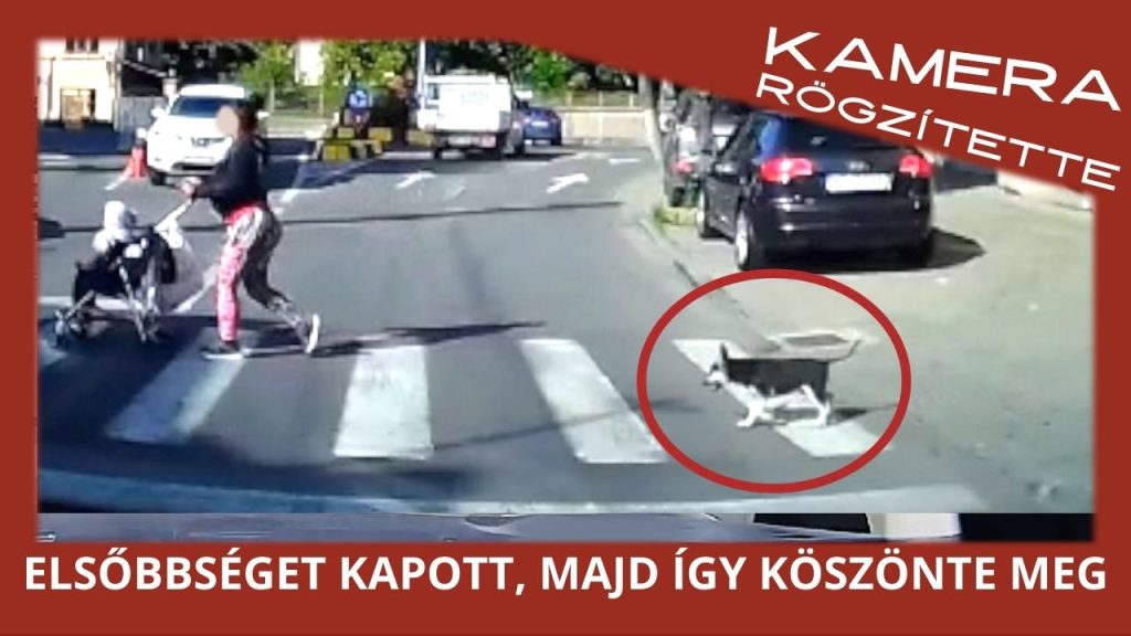 Egy elsőbbséget megkapó kutya jó okkal tartotta fel a forgalmat Marosvásárhelyen